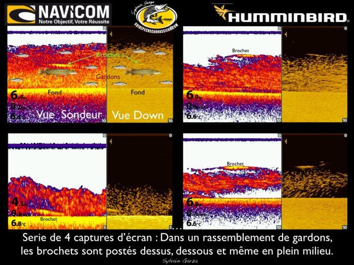 brochets-banc-gardons-001